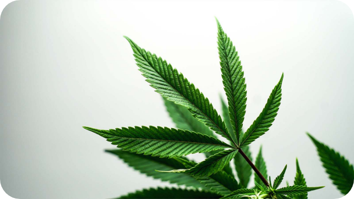 Growing Cannabis: FAQs