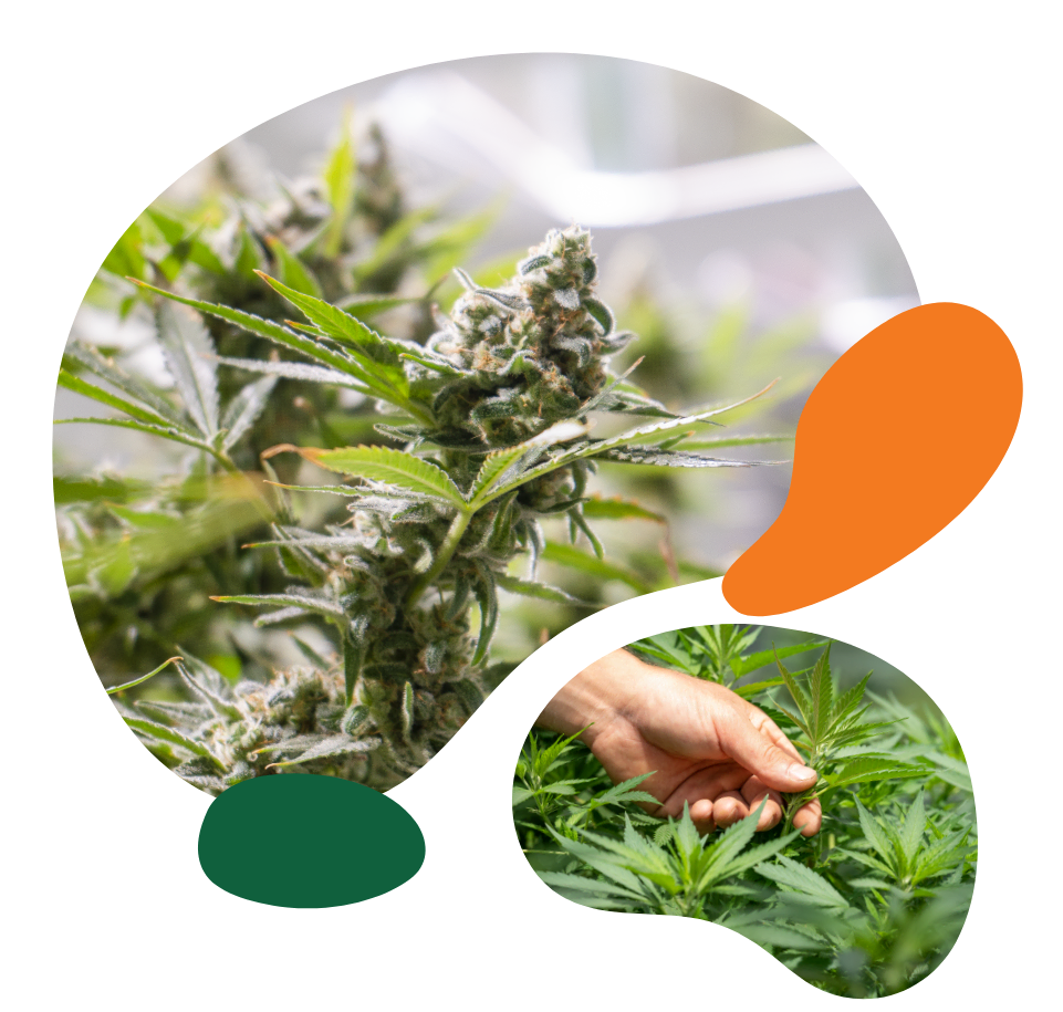 Vermont Dispensary Cannabis Products